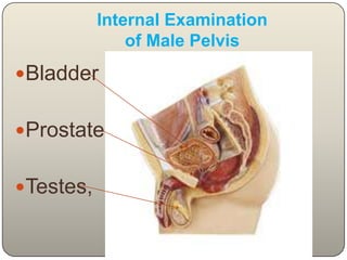 Internal Examination  of ThoraxRibs Fracture