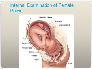 Internal Examinationof ThoraxLarynx, Trachea, Oesophagus