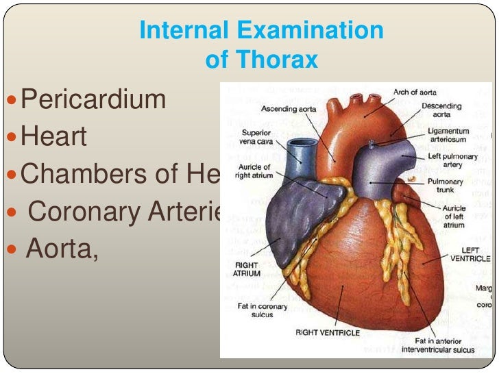 Post mortem examination(autopsy)