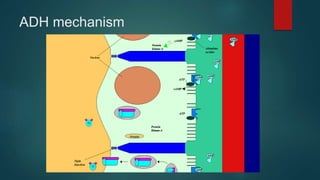 ADH mechanism
 