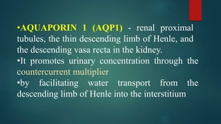 •AQUAPORIN 1 (AQP1) - renal proximal
tubules, the thin descending limb of Henle, and
the descending vasa recta in the kidney.
•It promotes urinary concentration through the
countercurrent multiplier
•by facilitating water transport from the
descending limb of Henle into the interstitium
 