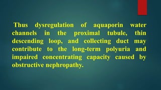 Thus dysregulation of aquaporin water
channels in the proximal tubule, thin
descending loop, and collecting duct may
contribute to the long-term polyuria and
impaired concentrating capacity caused by
obstructive nephropathy.
 