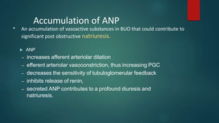 Accumulation of ANP
• An accumulation of vasoactive substances in BUO that could contribute to
significant post obstructive natriuresis.
 ANP
– increases afferent arteriolar dilation
– efferent arteriolar vasoconstriction, thus increasing PGC
– decreases the sensitivity of tubuloglomerular feedback
– inhibits release of renin,
– secreted ANP contributes to a profound diuresis and
natriuresis.
 