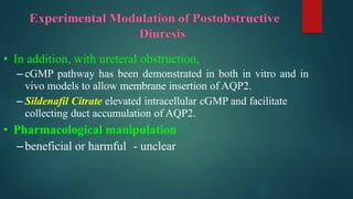 • In addition, with ureteral obstruction,
– cGMP pathway has been demonstrated in both in vitro and in
vivo models to allow membrane insertion of AQP2.
– Sildenafil Citrate elevated intracellular cGMP and facilitate
collecting duct accumulation of AQP2.
• Pharmacological manipulation
–beneficial or harmful - unclear
 