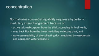 concentration
Normal urine concentrating ability requires a hypertonic
medullary interstitial gradient because of
– active salt reabsorption from the thick ascending limb of Henle,
– urea back flux from the inner medullary collecting duct, and
– water permeability of the collecting duct mediated by vasopressin
and aquaporin water channels.
 