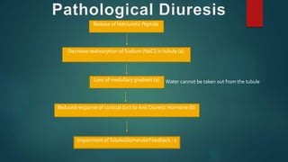 Release of Natriuretic Peptide
Decrease reabsorption of Sodium (NaCl) in tubule (a)
Loss of medullary gradient (a)
Reduced response of cortical duct to Anti Diuretic Hormone (b)
Impairment ofTubuloGlomerularFeedback -c
Water cannot be taken out from the tubule
 
