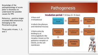 Knowledge of the
pathophysiology of acute
polio is necessary to
understand the possible
causes for PPS
Poliovirus - positive single-
stranded RNA enterovirus
belonging to the
Picornavirus group
Three polio viruses, 1, 2,
and 3
 