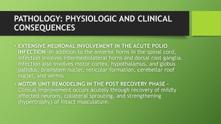PATHOLOGY: PHYSIOLOGIC AND CLINICAL
CONSEQUENCES
• EXTENSIVE NEURONAL INVOLVEMENT IN THE ACUTE POLIO
INFECTION -In addition to the anterior horns in the spinal cord,
infection involves intermediolateral horns and dorsal root ganglia.
Infection also involves motor cortex, hypothalamus, and globus
pallidus, brainstem nuclei, reticular formation, cerebellar roof
nuclei, and vermis
• MOTOR UNIT REMODELING IN THE POST RECOVERY PHASE -
Clinical improvement occurs acutely through recovery of mildly
affected neurons, collateral sprouting, and strengthening
(hypertrophy) of intact musculature.
 