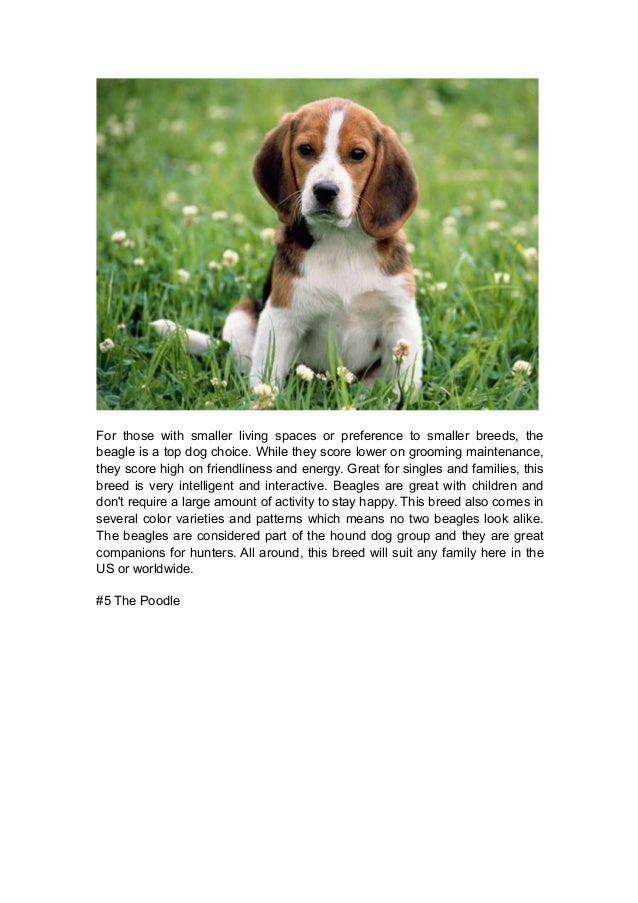 top 5 best dogs in the world