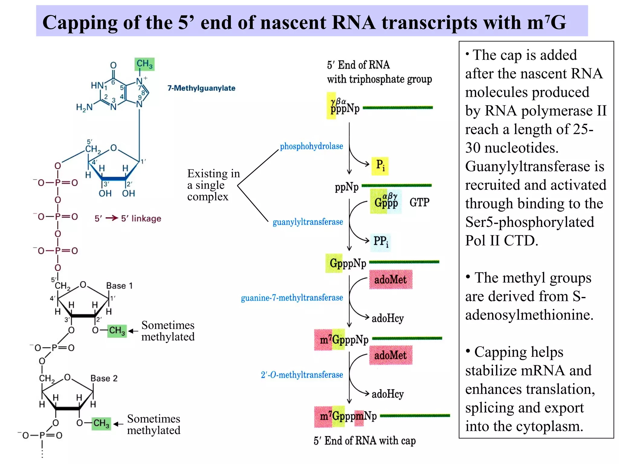 Sometimes
methylated
Sometimes
methylated
• The cap is added
after the nascent RNA
molecules produced
by RNA polymerase II
reach a length of 25-
30 nucleotides.
Guanylyltransferase is
recruited and activated
through binding to the
Ser5-phosphorylated
Pol II CTD.
• The methyl groups
are derived from S-
adenosylmethionine.
• Capping helps
stabilize mRNA and
enhances translation,
splicing and export
into the cytoplasm.
Capping of the 5’ end of nascent RNA transcripts with m7
G
Existing in
a single
complex
 