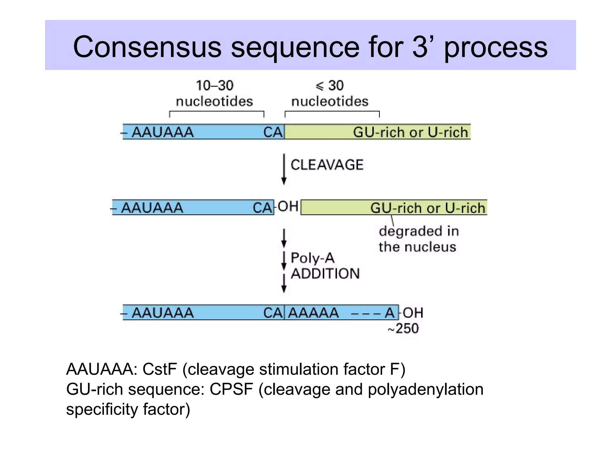 Consensus sequence for 3’ process
AAUAAA: CstF (cleavage stimulation factor F)
GU-rich sequence: CPSF (cleavage and polyadenylation
specificity factor)
 