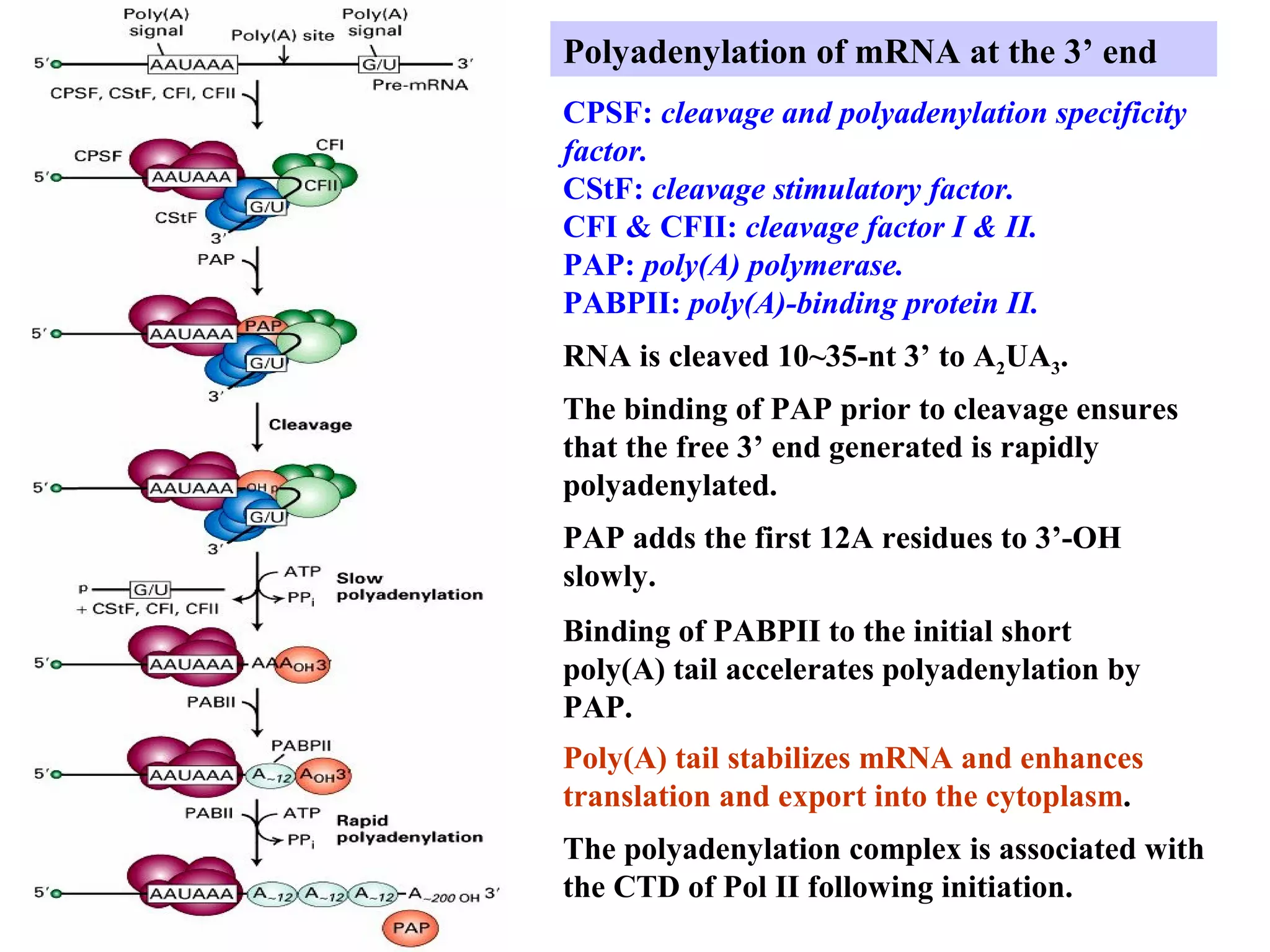 Polyadenylation of mRNA at the 3’ end
CPSF: cleavage and polyadenylation specificity
factor.
CStF: cleavage stimulatory factor.
CFI & CFII: cleavage factor I & II.
PAP: poly(A) polymerase.
PABPII: poly(A)-binding protein II.
Poly(A) tail stabilizes mRNA and enhances
translation and export into the cytoplasm.
RNA is cleaved 10~35-nt 3’ to A2UA3.
The binding of PAP prior to cleavage ensures
that the free 3’ end generated is rapidly
polyadenylated.
PAP adds the first 12A residues to 3’-OH
slowly.
Binding of PABPII to the initial short
poly(A) tail accelerates polyadenylation by
PAP.
The polyadenylation complex is associated with
the CTD of Pol II following initiation.
 