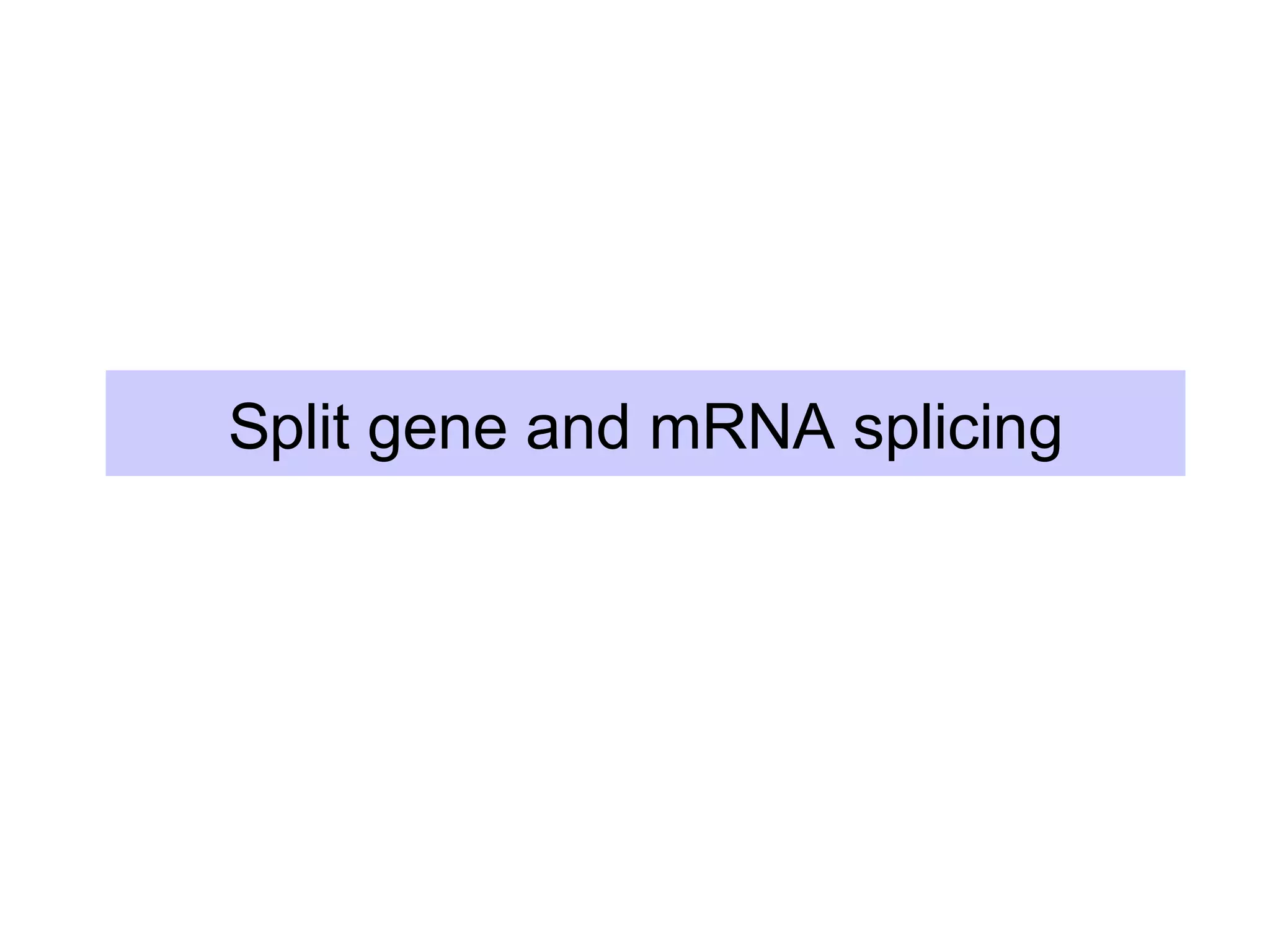Split gene and mRNA splicing
 