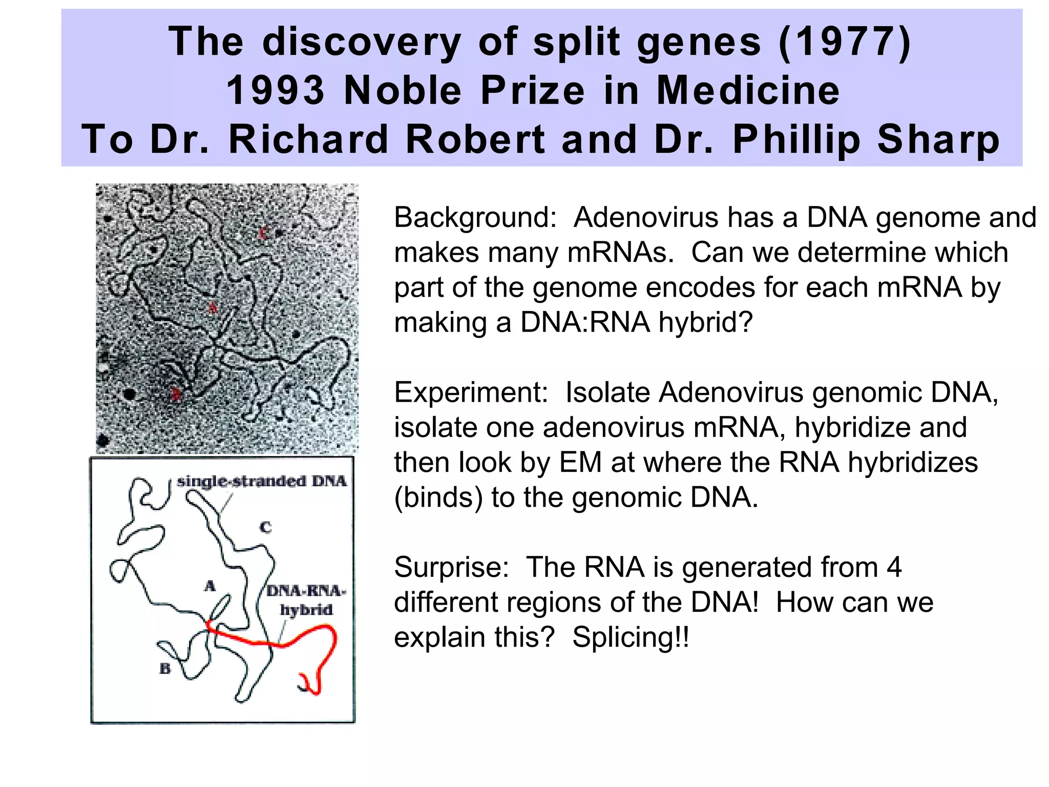 Background: Adenovirus has a DNA genome and
makes many mRNAs. Can we determine which
part of the genome encodes for each mRNA by
making a DNA:RNA hybrid?
Experiment: Isolate Adenovirus genomic DNA,
isolate one adenovirus mRNA, hybridize and
then look by EM at where the RNA hybridizes
(binds) to the genomic DNA.
Surprise: The RNA is generated from 4
different regions of the DNA! How can we
explain this? Splicing!!
The discovery of split genes (1977)
1993 Noble Prize in Medicine
To Dr. Richard Robert and Dr. Phillip Sharp
 