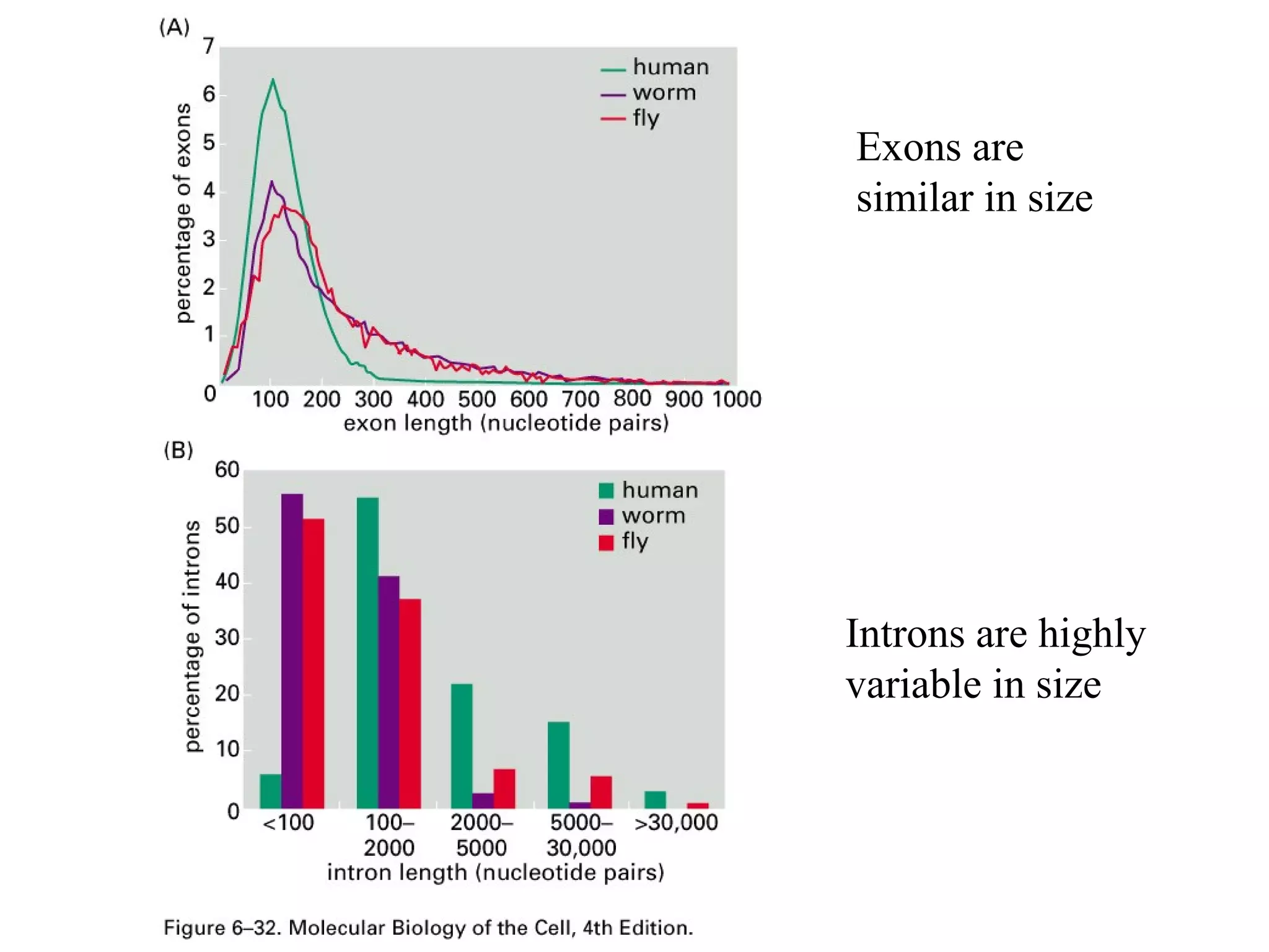Exons are
similar in size
Introns are highly
variable in size
 