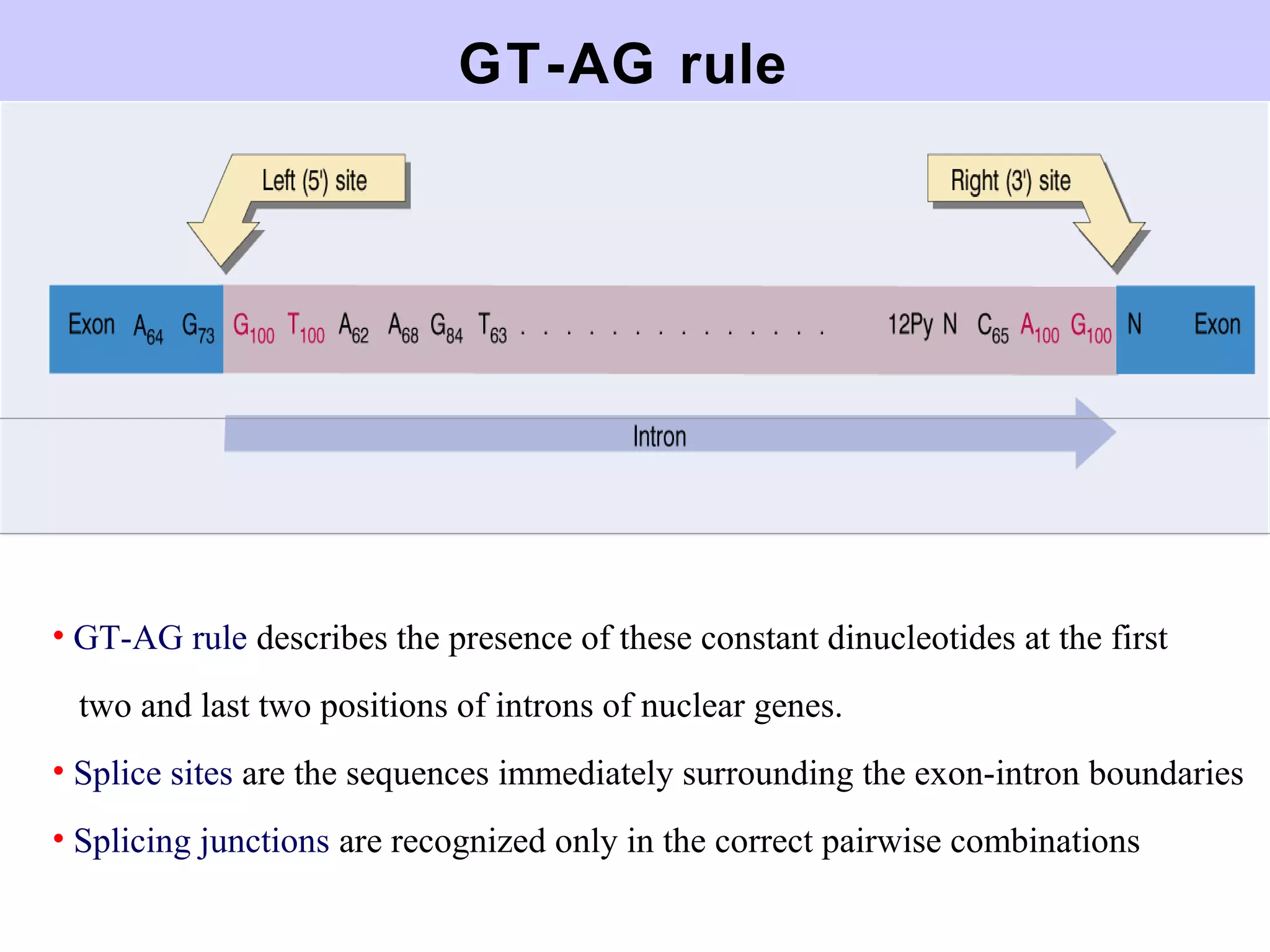 GT-AG rule
• GT-AG rule describes the presence of these constant dinucleotides at the first
two and last two positions of introns of nuclear genes.
• Splice sites are the sequences immediately surrounding the exon-intron boundaries
• Splicing junctions are recognized only in the correct pairwise combinations
 