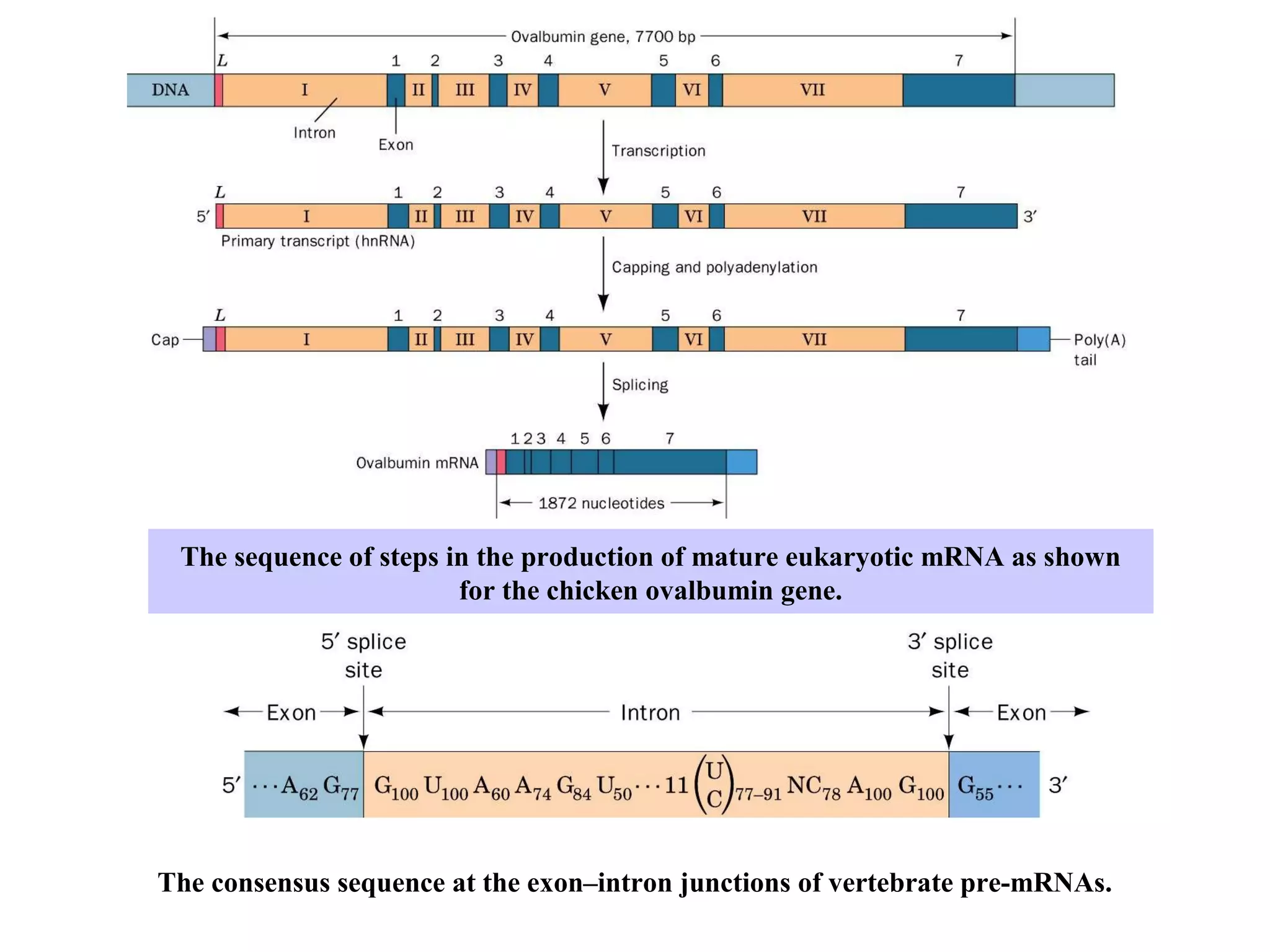 The sequence of steps in the production of mature eukaryotic mRNA as shown
for the chicken ovalbumin gene.
The consensus sequence at the exon–intron junctions of vertebrate pre-mRNAs.
 