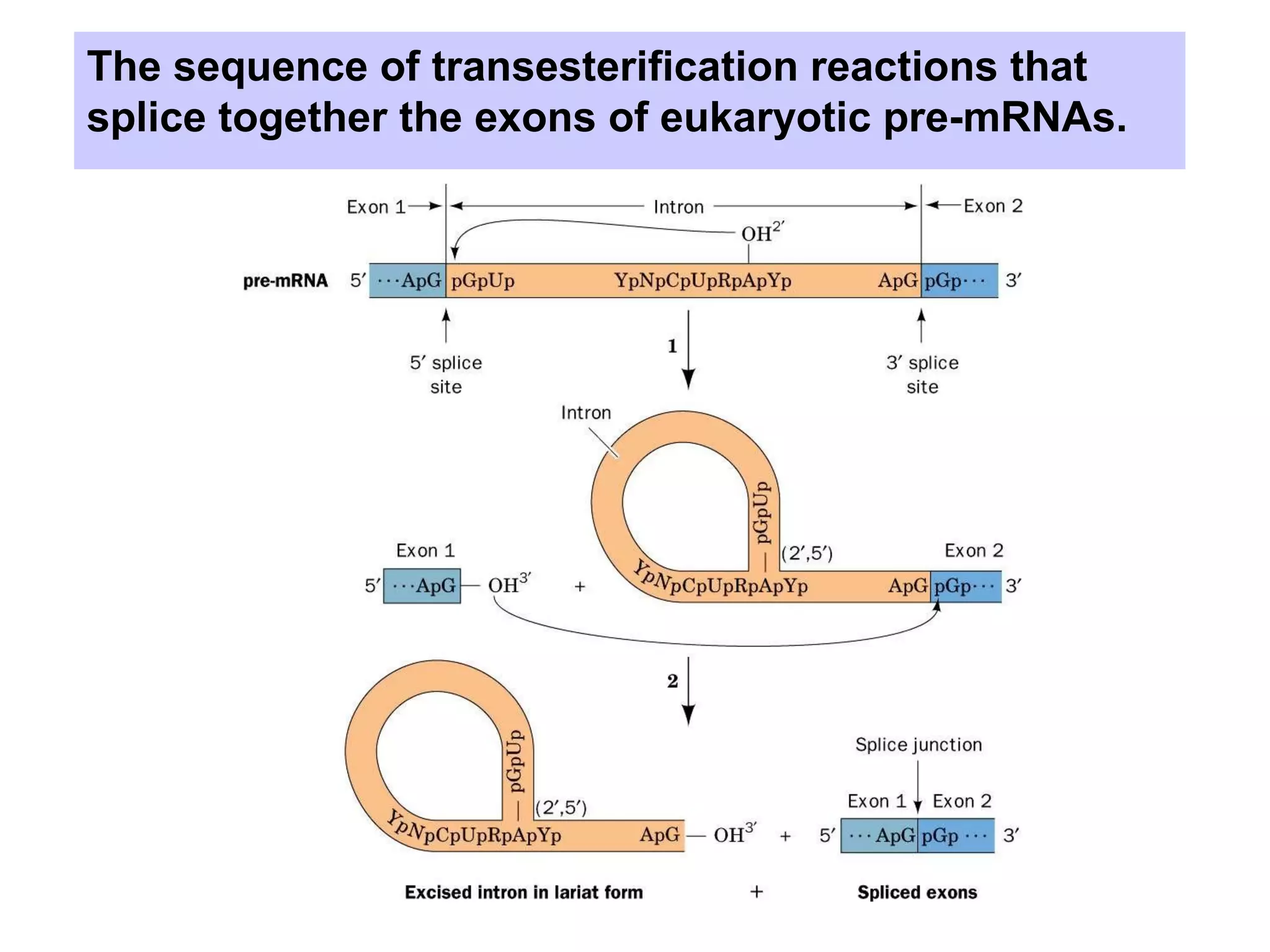 The sequence of transesterification reactions that
splice together the exons of eukaryotic pre-mRNAs.
 