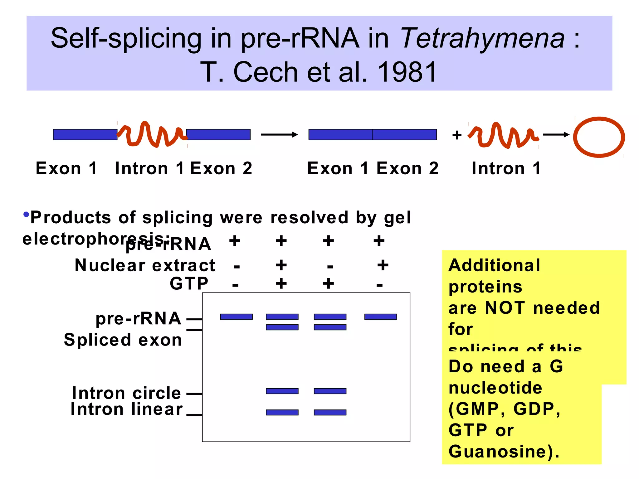 Self-splicing in pre-rRNA in Tetrahymena :
T. Cech et al. 1981
Exon 1 Exon 2Intron 1 Exon 1 Exon 2 Intron 1
+
pre-rRNA
Spliced exon
Intron circle
Intron linear
pre-rRNA
Nuclear extract
GTP
+ + + +
- + - +
- + + -
•Products of splicing were resolved by gel
electrophoresis:
Additional
proteins
are NOT needed
for
splicing of this
pre-rRNA!Do need a G
nucleotide
(GMP, GDP,
GTP or
Guanosine).
 