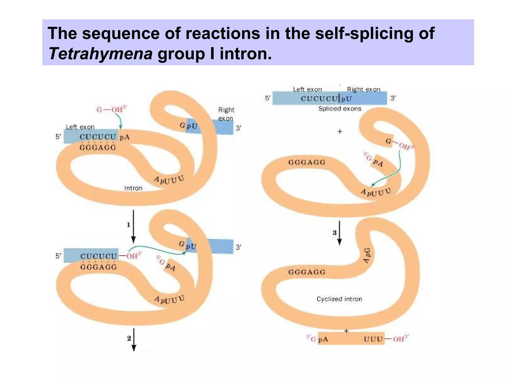 The sequence of reactions in the self-splicing of
Tetrahymena group I intron.
 