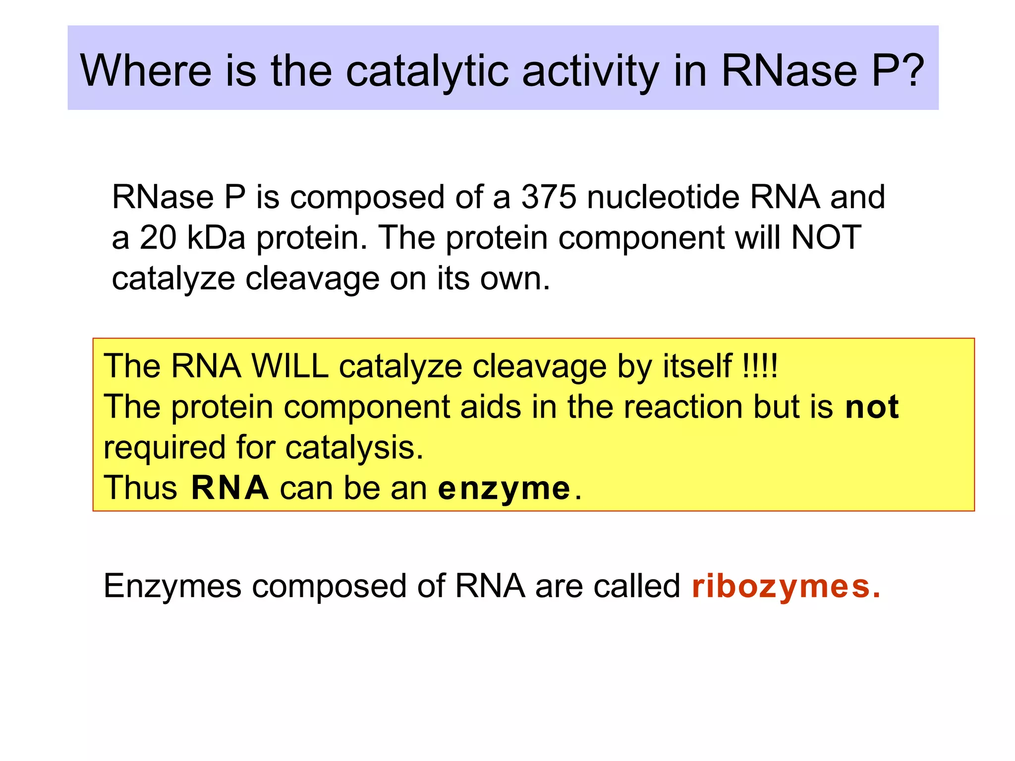 Where is the catalytic activity in RNase P?
RNase P is composed of a 375 nucleotide RNA and
a 20 kDa protein. The protein component will NOT
catalyze cleavage on its own.
The RNA WILL catalyze cleavage by itself !!!!
The protein component aids in the reaction but is not
required for catalysis.
Thus RNA can be an enzyme.
Enzymes composed of RNA are called ribozymes.
 