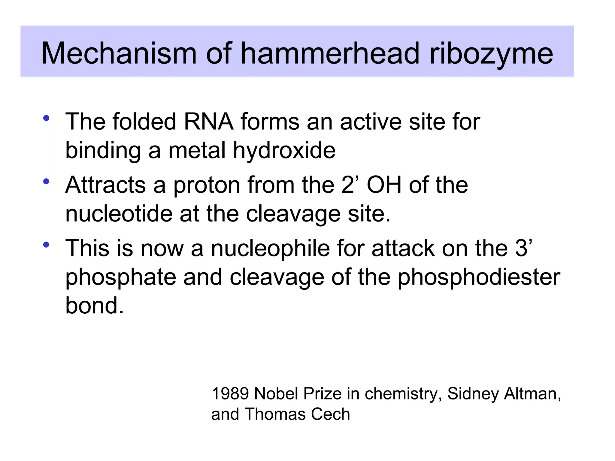 Mechanism of hammerhead ribozyme
• The folded RNA forms an active site for
binding a metal hydroxide
• Attracts a proton from the 2’ OH of the
nucleotide at the cleavage site.
• This is now a nucleophile for attack on the 3’
phosphate and cleavage of the phosphodiester
bond.
1989 Nobel Prize in chemistry, Sidney Altman,
and Thomas Cech
 
