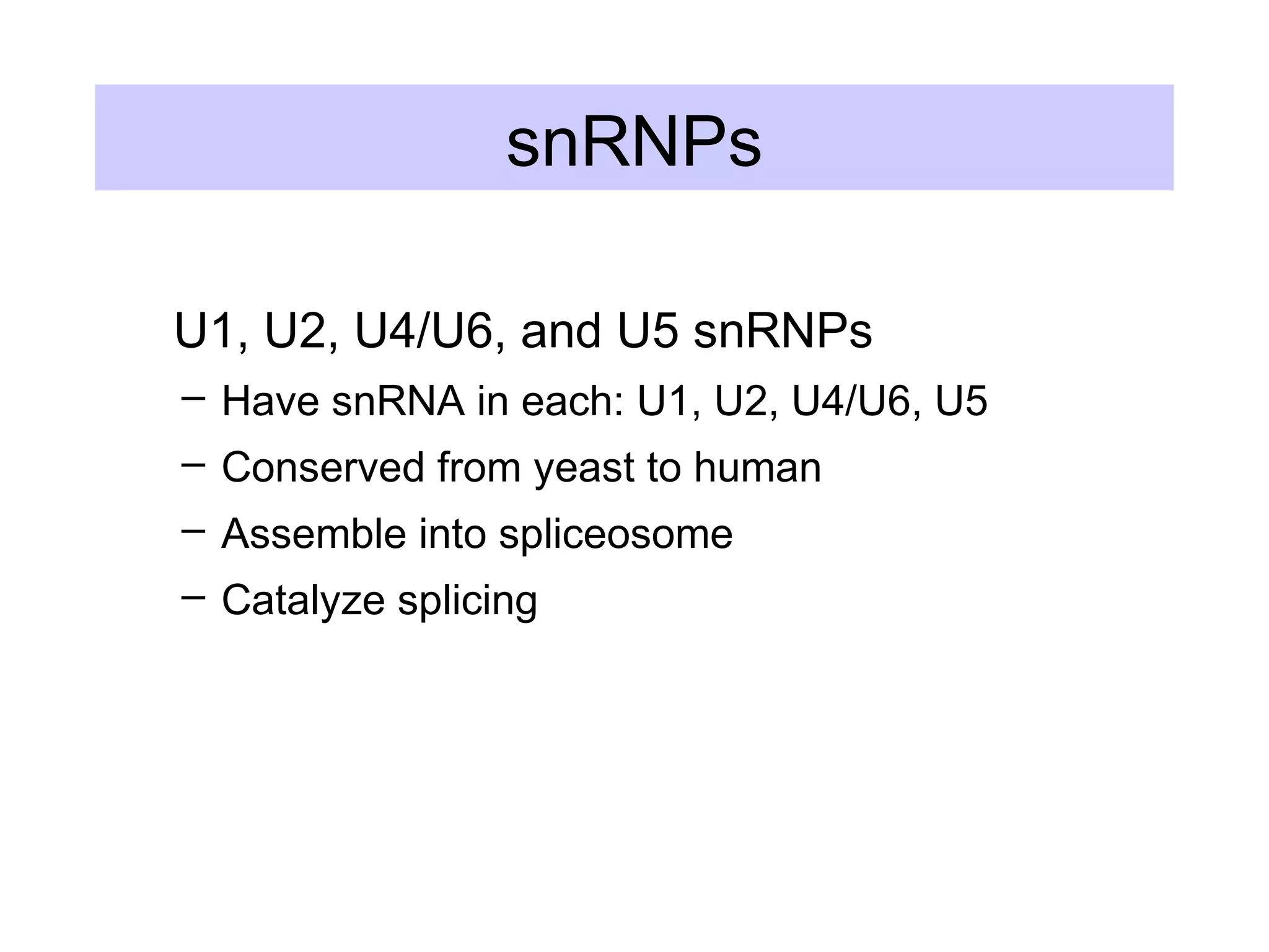 snRNPs
U1, U2, U4/U6, and U5 snRNPs
– Have snRNA in each: U1, U2, U4/U6, U5
– Conserved from yeast to human
– Assemble into spliceosome
– Catalyze splicing
 