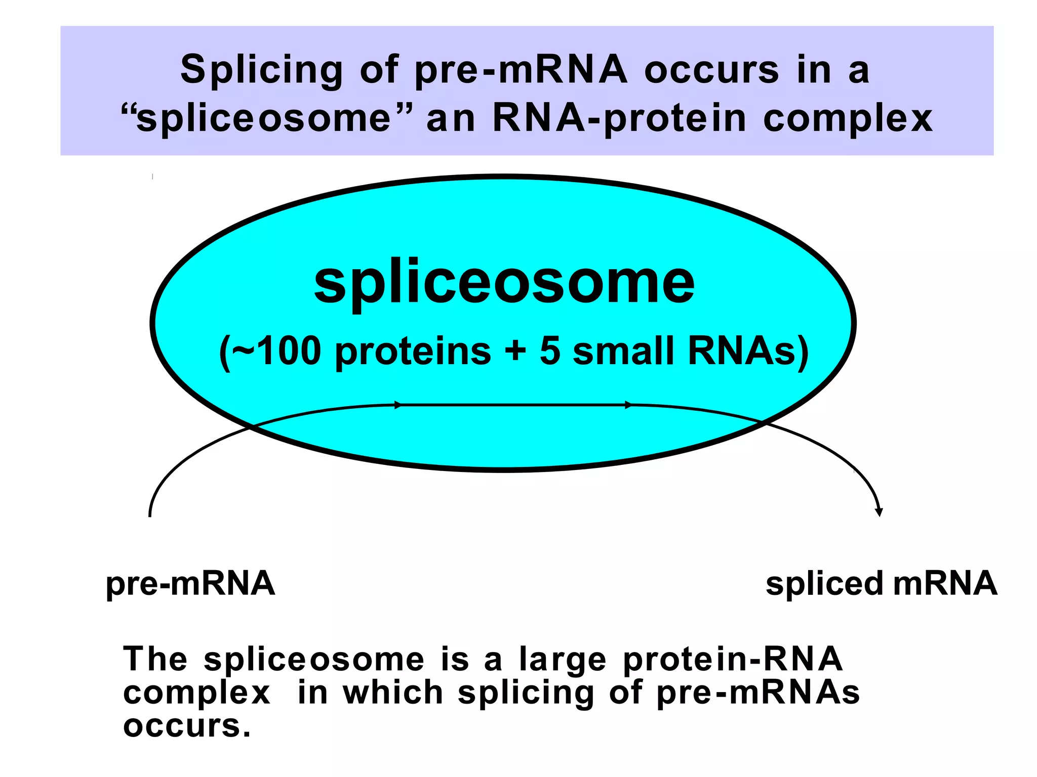 Splicing of pre-mRNA occurs in a
“spliceosome” an RNA-protein complex
pre-mRNA spliced mRNA
spliceosome
(~100 proteins + 5 small RNAs)
The spliceosome is a large protein-RNA
complex in which splicing of pre-mRNAs
occurs.
 