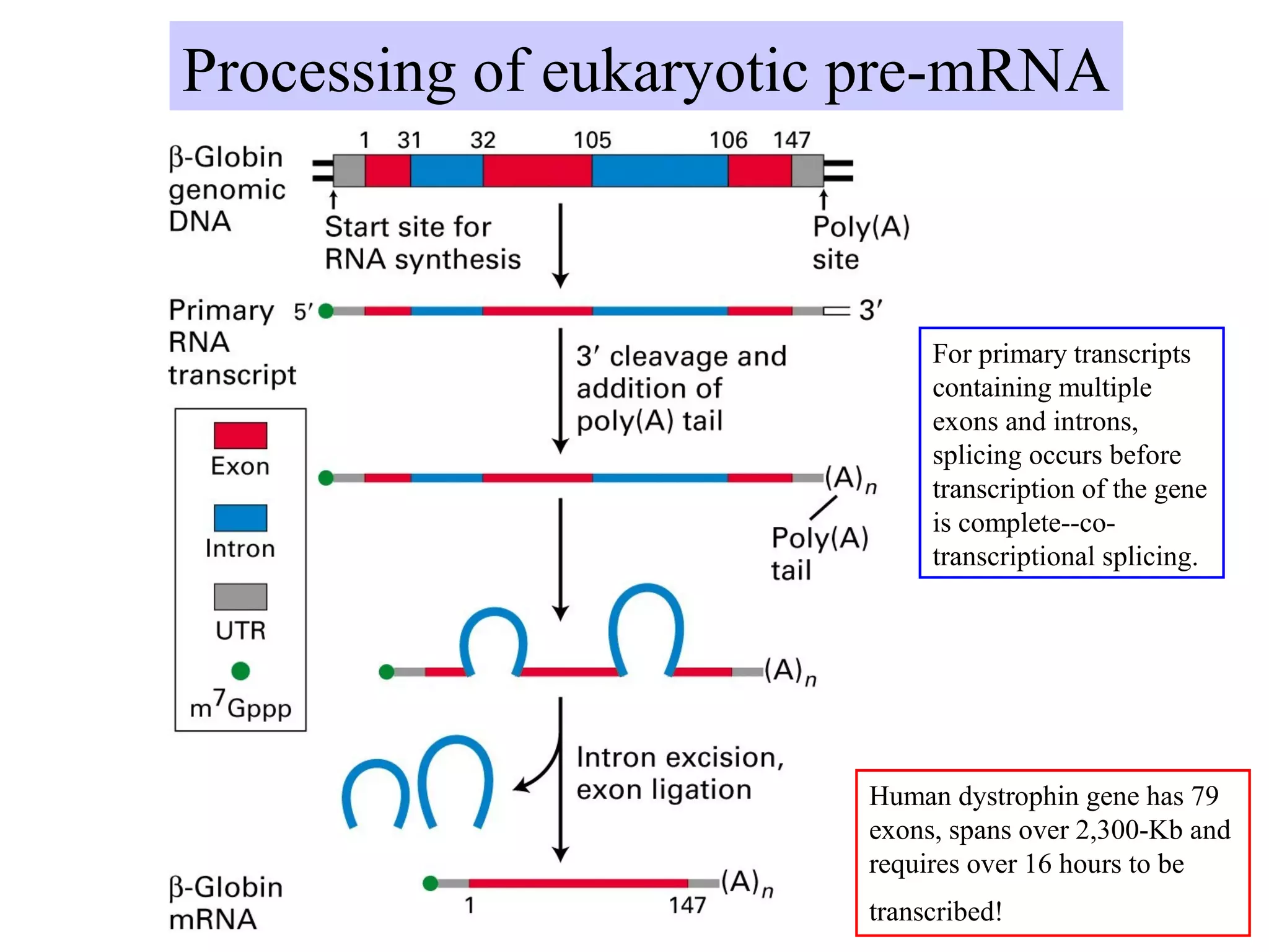 Processing of eukaryotic pre-mRNA
Human dystrophin gene has 79
exons, spans over 2,300-Kb and
requires over 16 hours to be
transcribed!
For primary transcripts
containing multiple
exons and introns,
splicing occurs before
transcription of the gene
is complete--co-
transcriptional splicing.
 