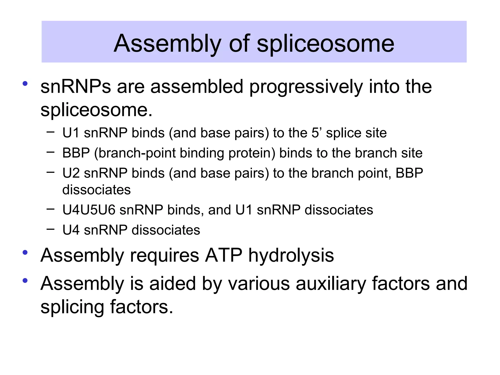 Assembly of spliceosome
• snRNPs are assembled progressively into the
spliceosome.
– U1 snRNP binds (and base pairs) to the 5’ splice site
– BBP (branch-point binding protein) binds to the branch site
– U2 snRNP binds (and base pairs) to the branch point, BBP
dissociates
– U4U5U6 snRNP binds, and U1 snRNP dissociates
– U4 snRNP dissociates
• Assembly requires ATP hydrolysis
• Assembly is aided by various auxiliary factors and
splicing factors.
 