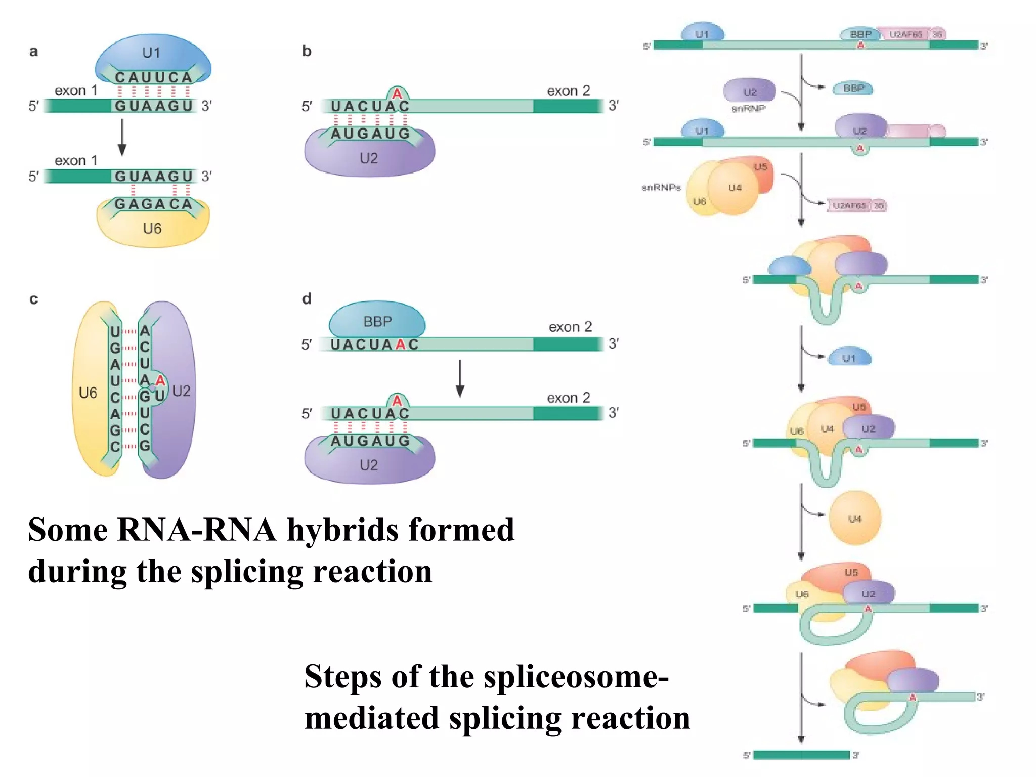 Some RNA-RNA hybrids formed
during the splicing reaction
Steps of the spliceosome-
mediated splicing reaction
 