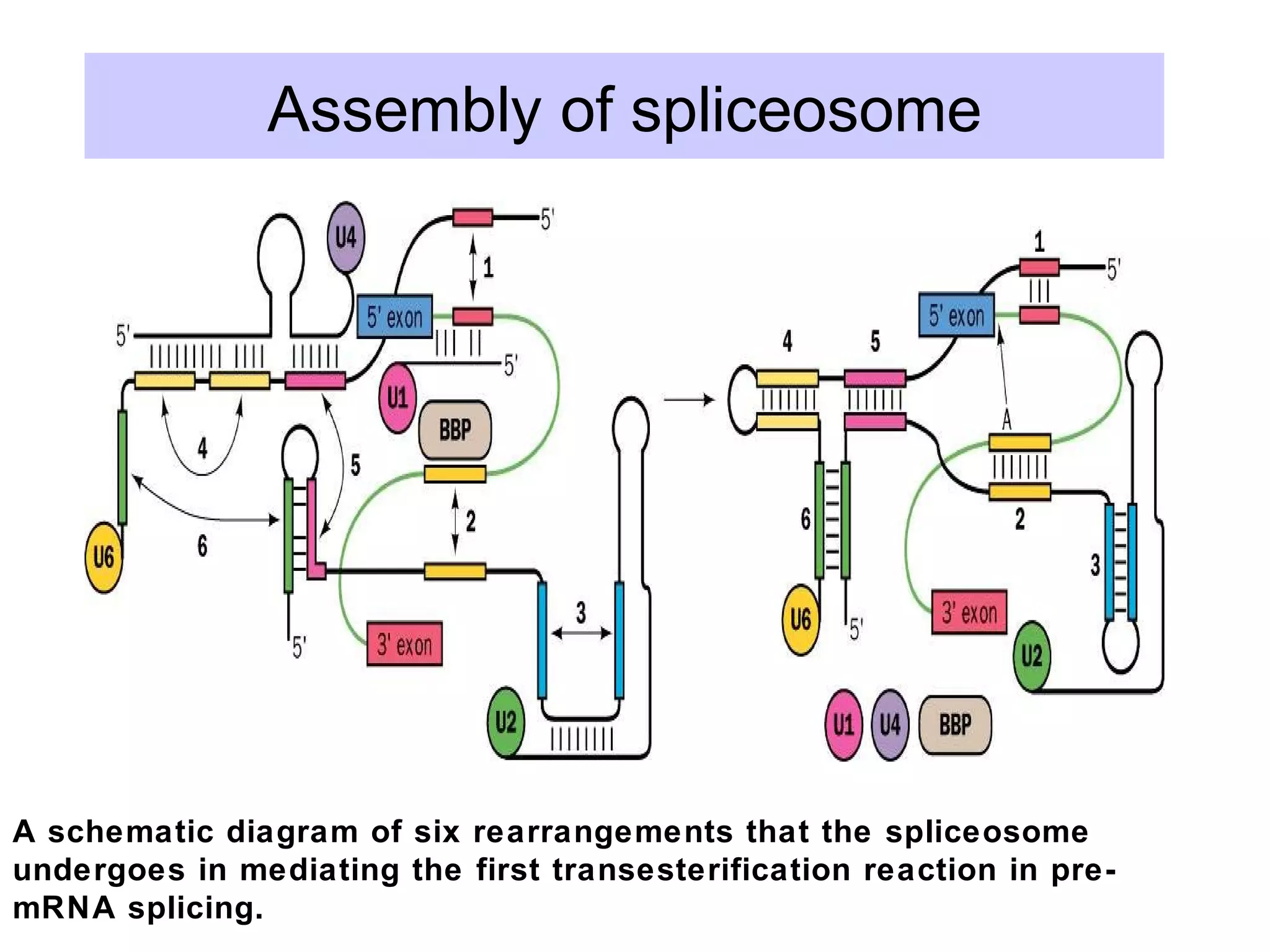 A schematic diagram of six rearrangements that the spliceosome
undergoes in mediating the first transesterification reaction in pre-
mRNA splicing.
Assembly of spliceosome
 