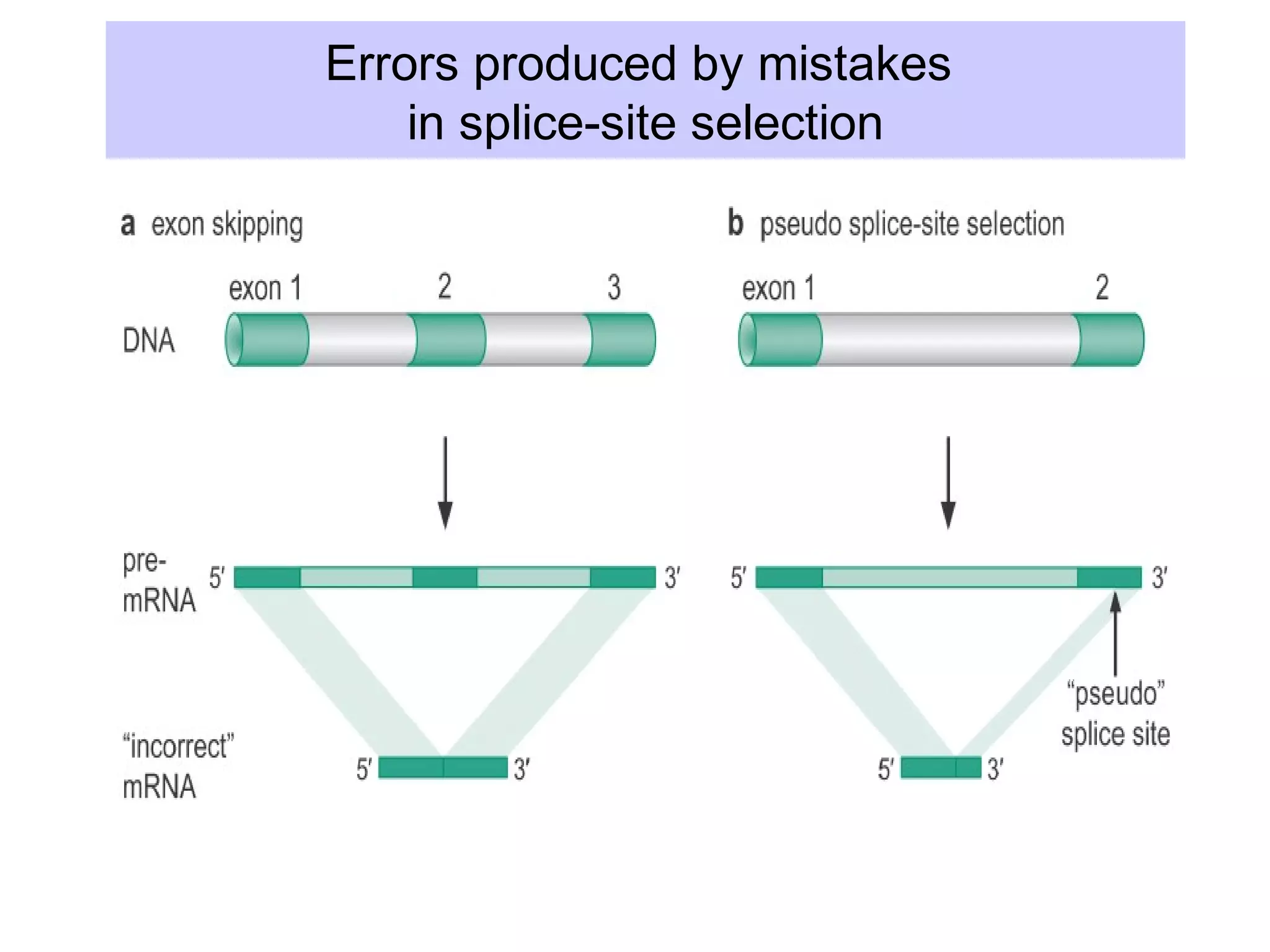 Errors produced by mistakes
in splice-site selection
 