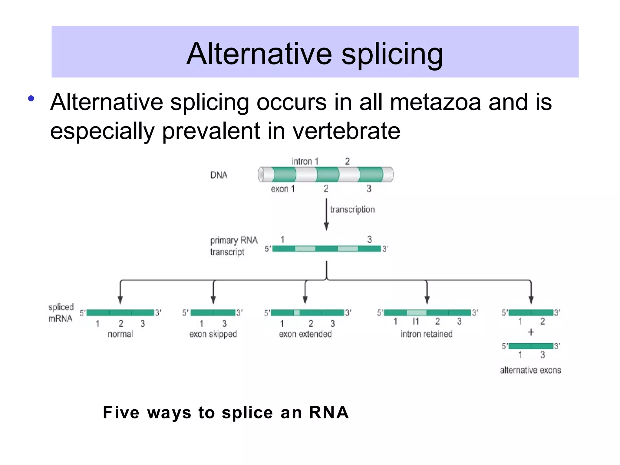 Alternative splicing
• Alternative splicing occurs in all metazoa and is
especially prevalent in vertebrate
Five ways to splice an RNA
 