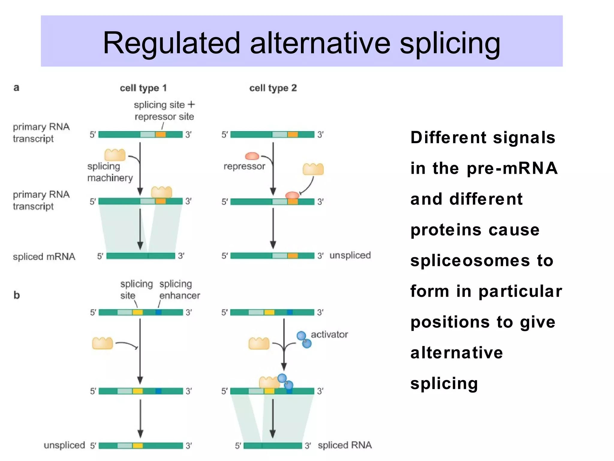 Regulated alternative splicing
Different signals
in the pre-mRNA
and different
proteins cause
spliceosomes to
form in particular
positions to give
alternative
splicing
 