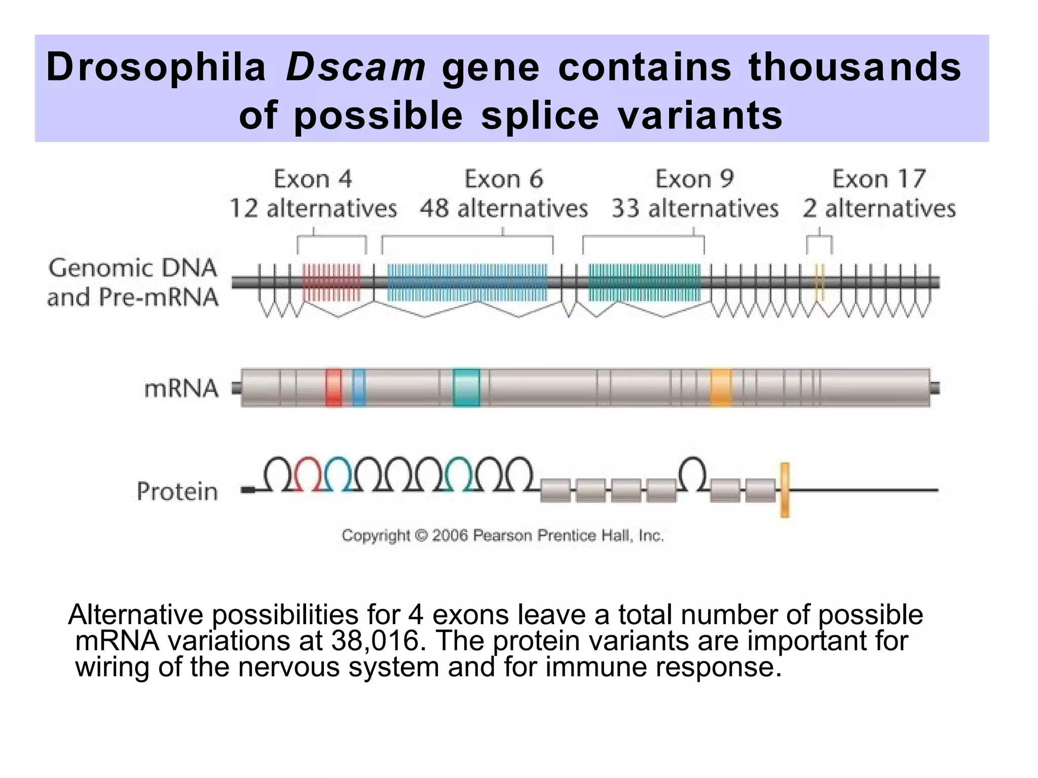 Alternative possibilities for 4 exons leave a total number of possible
mRNA variations at 38,016. The protein variants are important for
wiring of the nervous system and for immune response.
Drosophila Dscam gene contains thousands
of possible splice variants
 