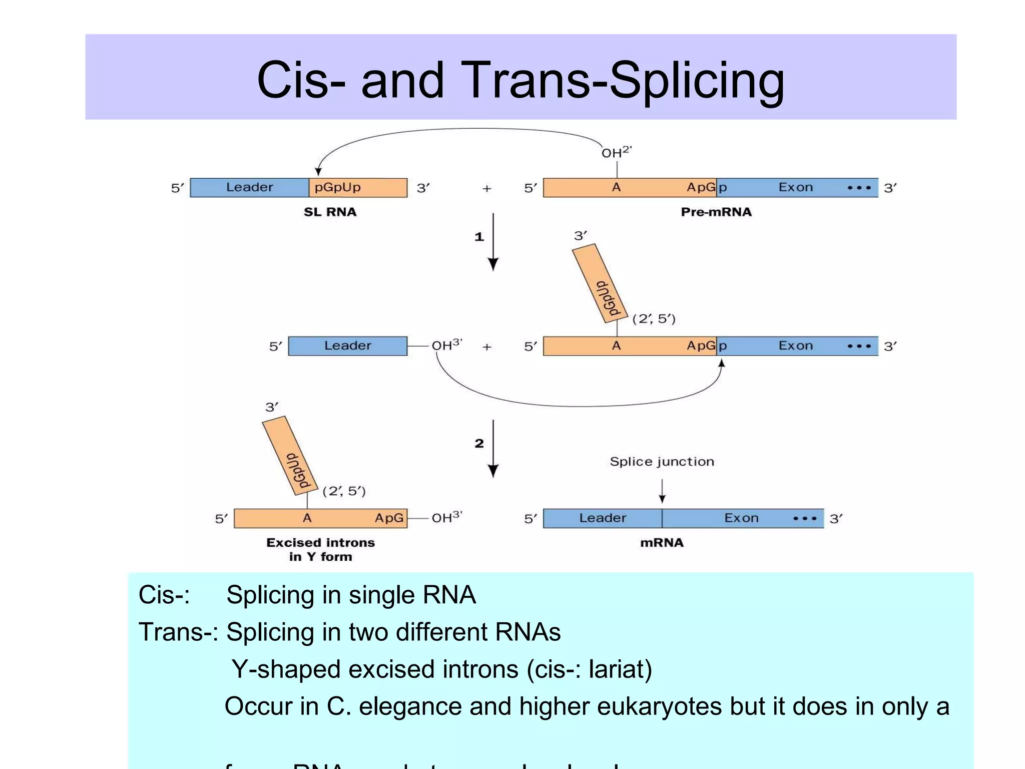 Cis- and Trans-Splicing
Cis-: Splicing in single RNA
Trans-: Splicing in two different RNAs
Y-shaped excised introns (cis-: lariat)
Occur in C. elegance and higher eukaryotes but it does in only a
 