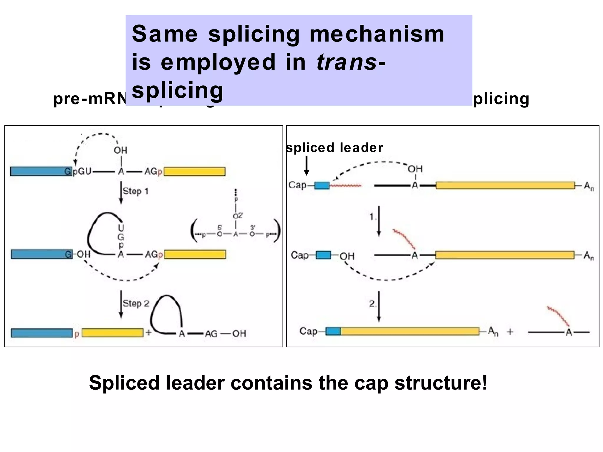 pre-mRNA splicing trans-mRNA splicing
spliced leader
Same splicing mechanism
is employed in trans-
splicing
Spliced leader contains the cap structure!
 