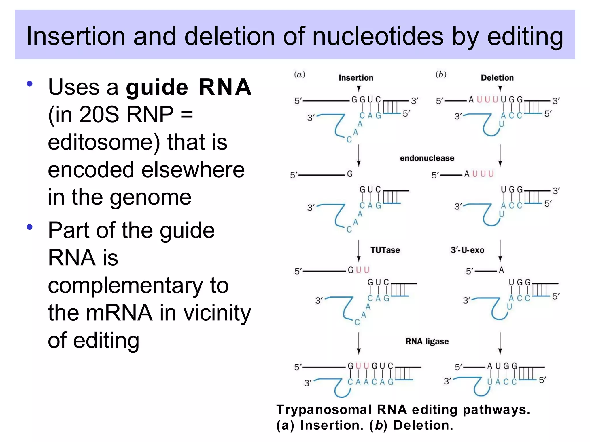 Insertion and deletion of nucleotides by editing
• Uses a guide RNA
(in 20S RNP =
editosome) that is
encoded elsewhere
in the genome
• Part of the guide
RNA is
complementary to
the mRNA in vicinity
of editing
Trypanosomal RNA editing pathways.
(a) Insertion. (b) Deletion.
 