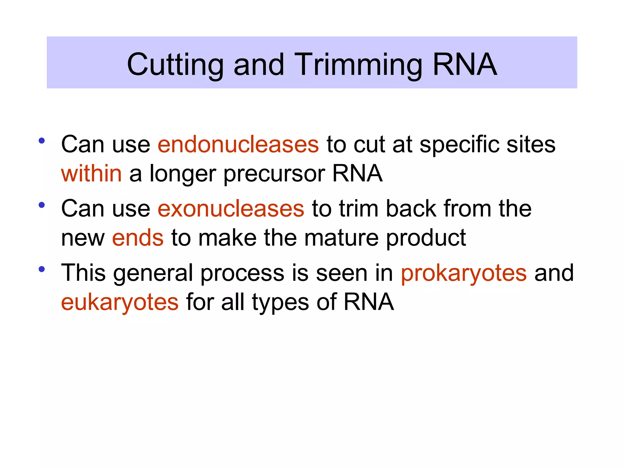 Cutting and Trimming RNA
• Can use endonucleases to cut at specific sites
within a longer precursor RNA
• Can use exonucleases to trim back from the
new ends to make the mature product
• This general process is seen in prokaryotes and
eukaryotes for all types of RNA
 