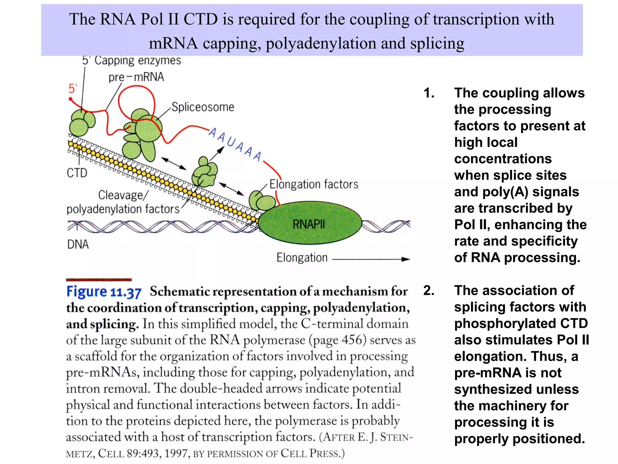 The RNA Pol II CTD is required for the coupling of transcription with
mRNA capping, polyadenylation and splicing
1. The coupling allows
the processing
factors to present at
high local
concentrations
when splice sites
and poly(A) signals
are transcribed by
Pol II, enhancing the
rate and specificity
of RNA processing.
2. The association of
splicing factors with
phosphorylated CTD
also stimulates Pol II
elongation. Thus, a
pre-mRNA is not
synthesized unless
the machinery for
processing it is
properly positioned.
 