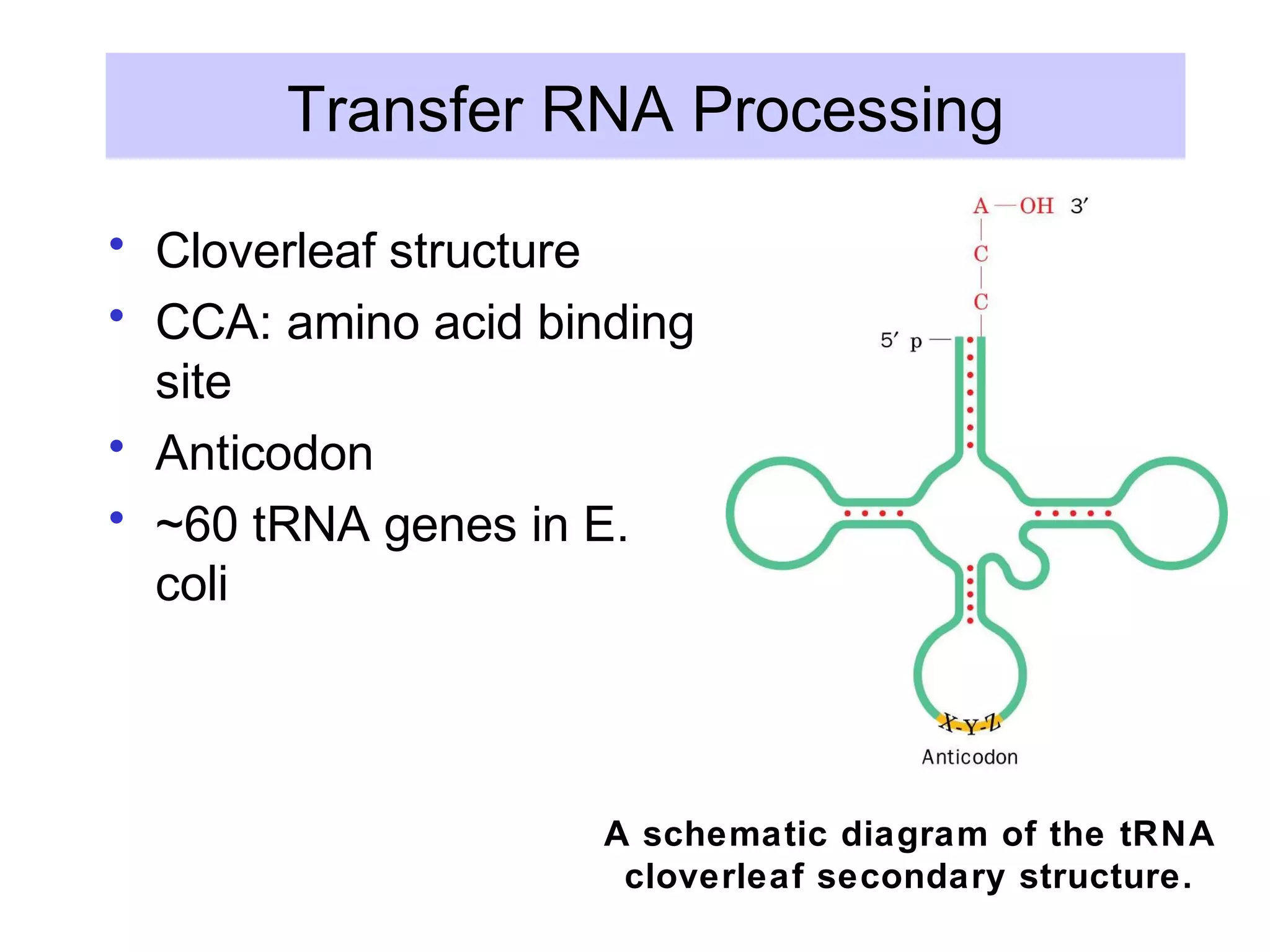 Transfer RNA Processing
• Cloverleaf structure
• CCA: amino acid binding
site
• Anticodon
• ~60 tRNA genes in E.
coli
A schematic diagram of the tRNA
cloverleaf secondary structure.
 