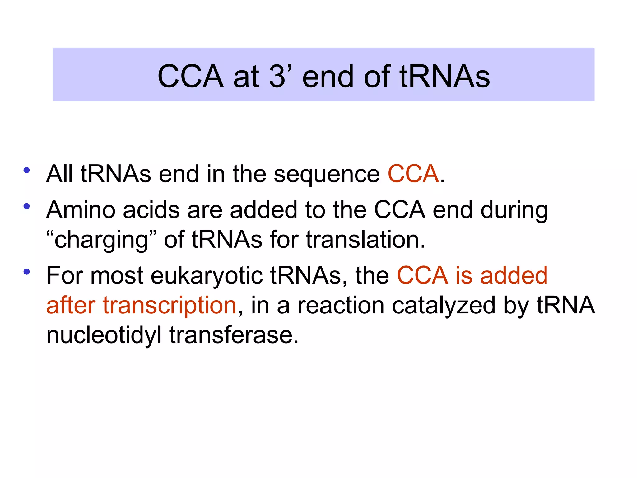 CCA at 3’ end of tRNAs
• All tRNAs end in the sequence CCA.
• Amino acids are added to the CCA end during
“charging” of tRNAs for translation.
• For most eukaryotic tRNAs, the CCA is added
after transcription, in a reaction catalyzed by tRNA
nucleotidyl transferase.
 