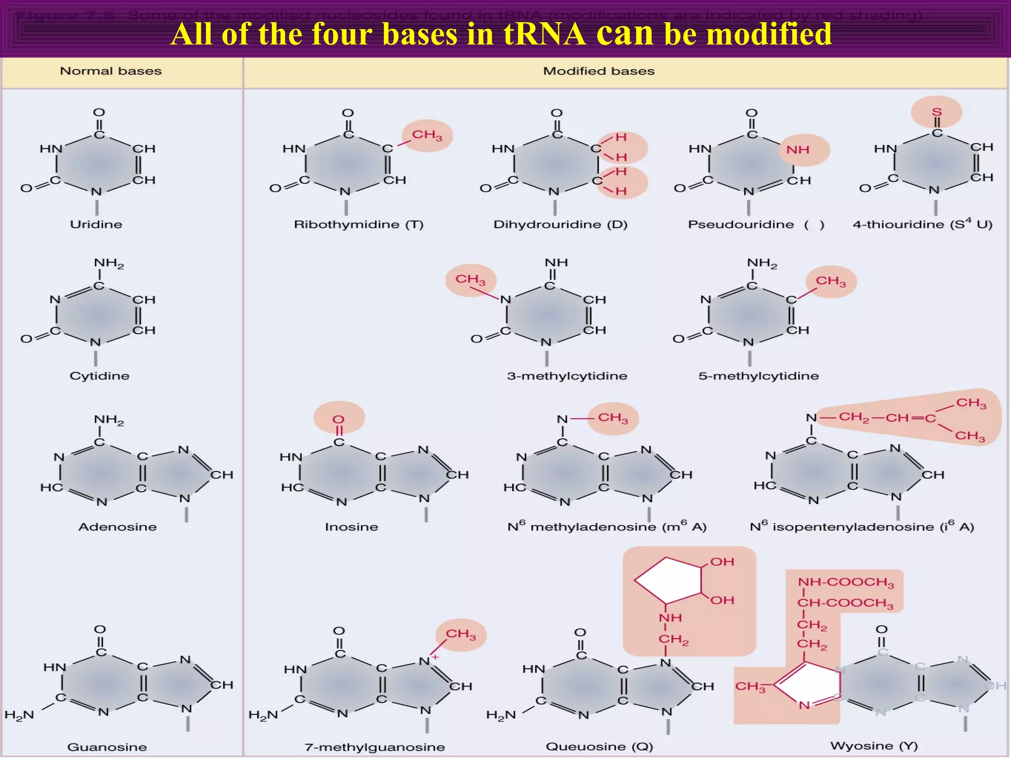 All of the four bases in tRNA can be modified
 