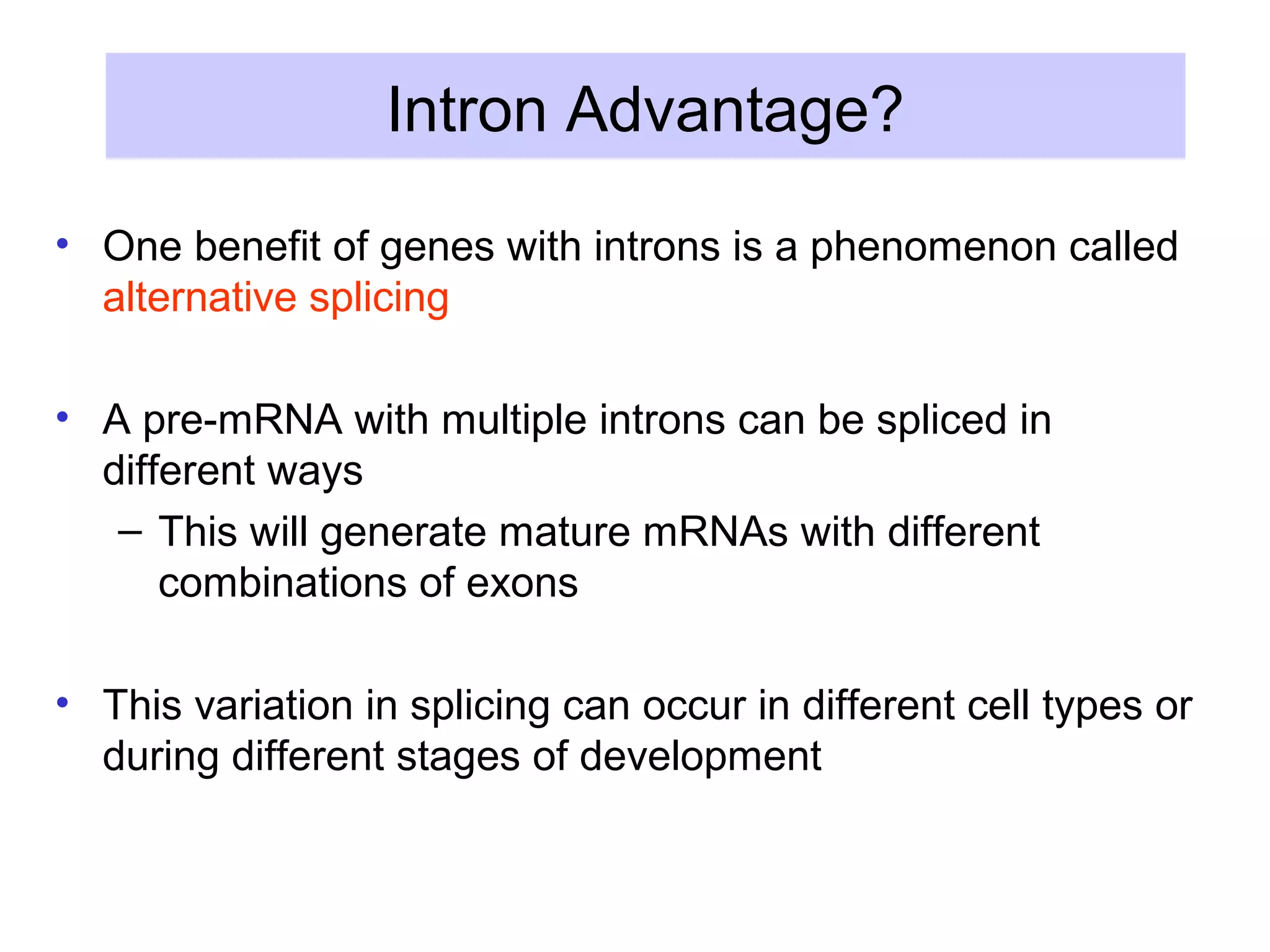 Intron Advantage?
• One benefit of genes with introns is a phenomenon called
alternative splicing
• A pre-mRNA with multiple introns can be spliced in
different ways
– This will generate mature mRNAs with different
combinations of exons
• This variation in splicing can occur in different cell types or
during different stages of development
 