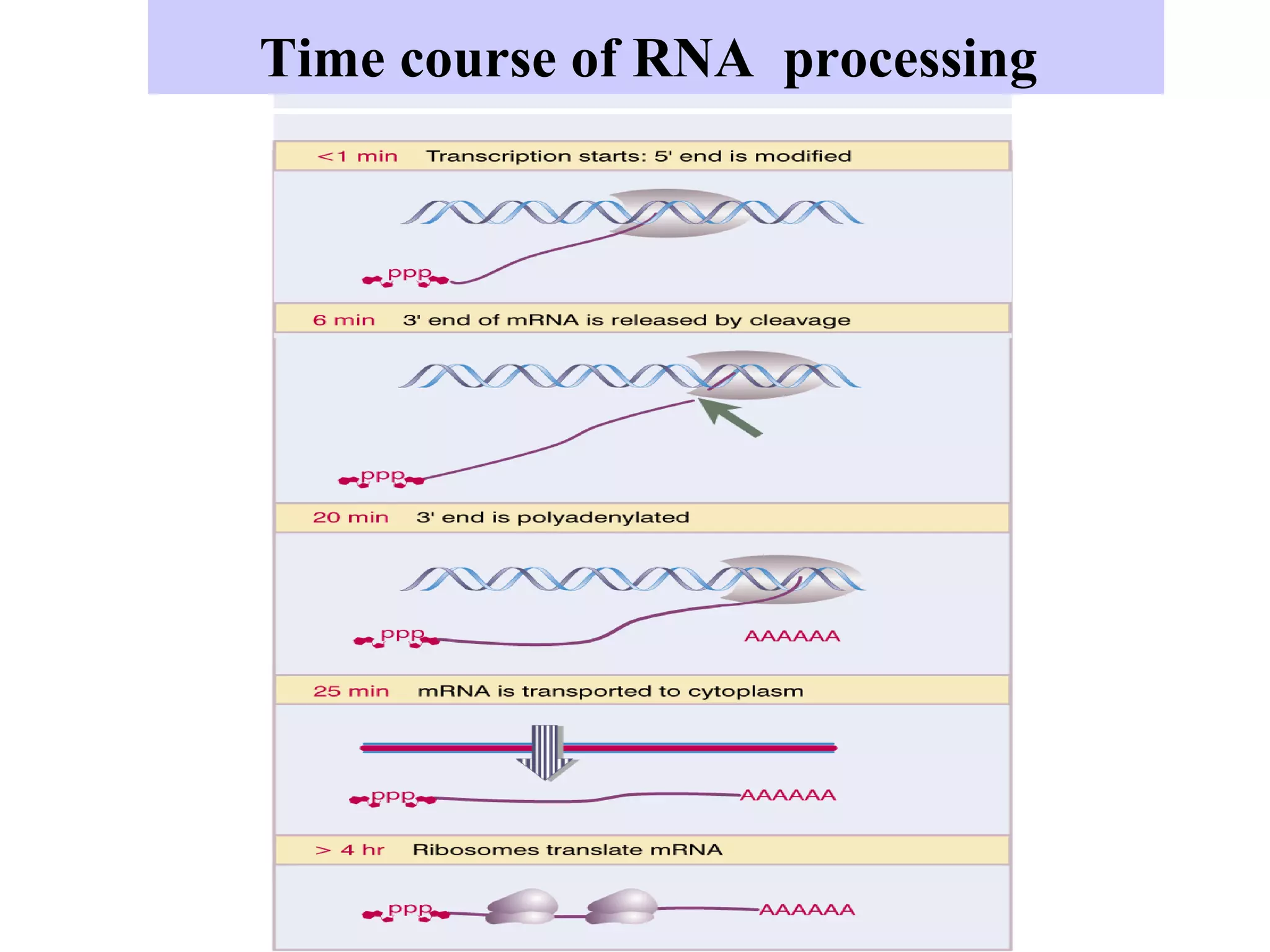 Time course of RNA processing
 