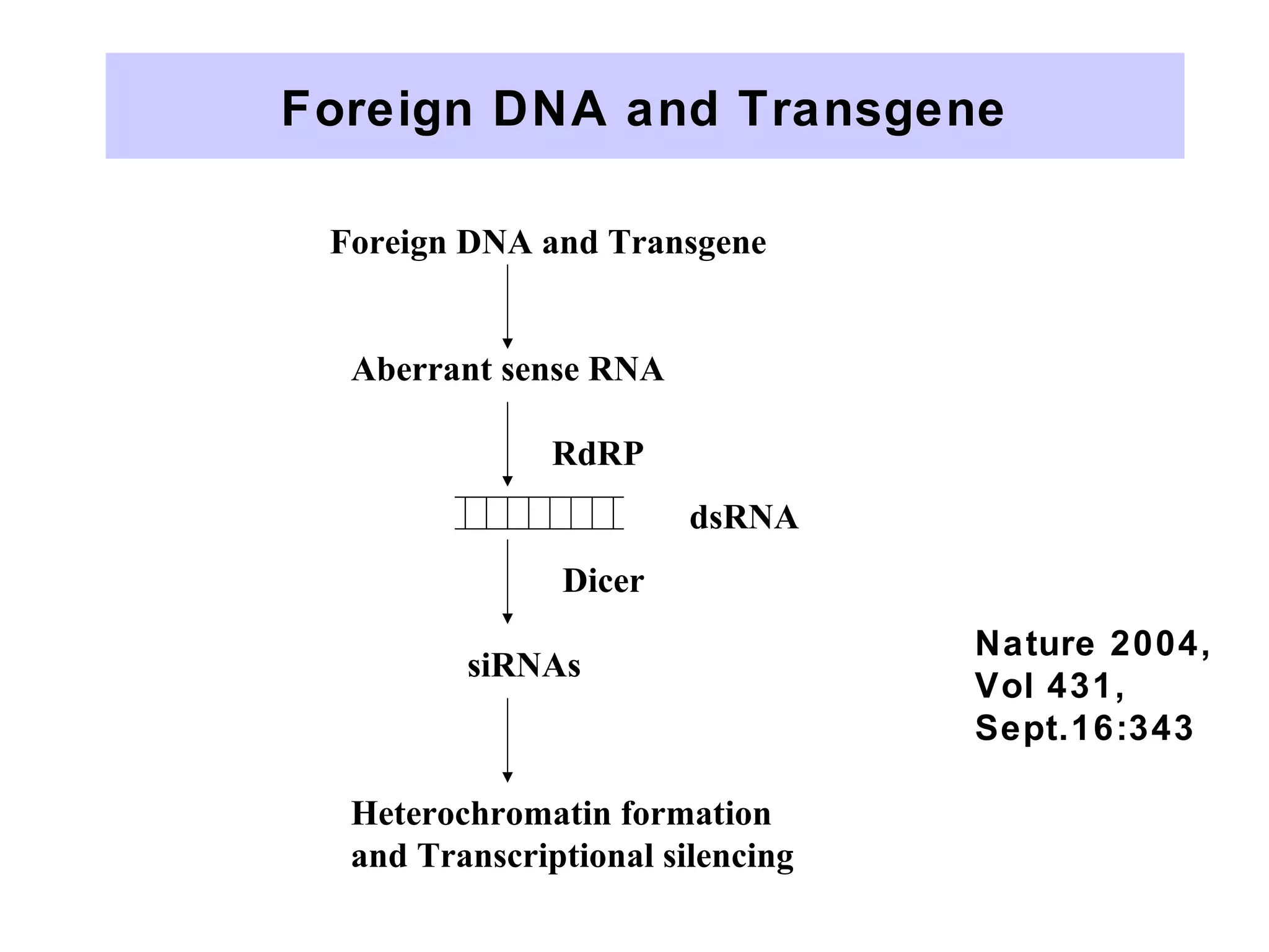 Foreign DNA and Transgene
Foreign DNA and Transgene
Aberrant sense RNA
dsRNA
siRNAs
Heterochromatin formation
and Transcriptional silencing
RdRP
Dicer
Nature 2004,
Vol 431,
Sept.16:343
 