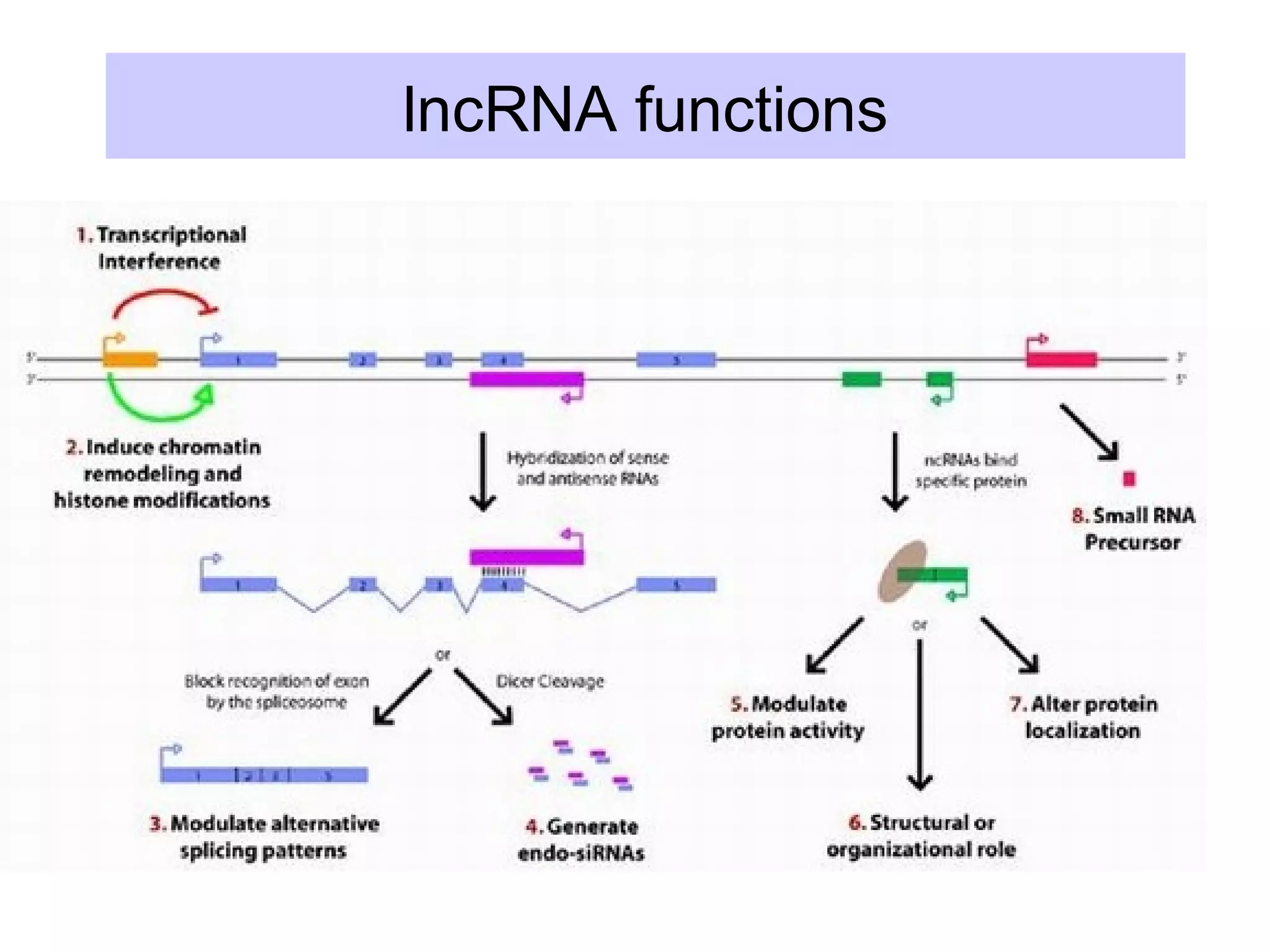 lncRNA functions
 