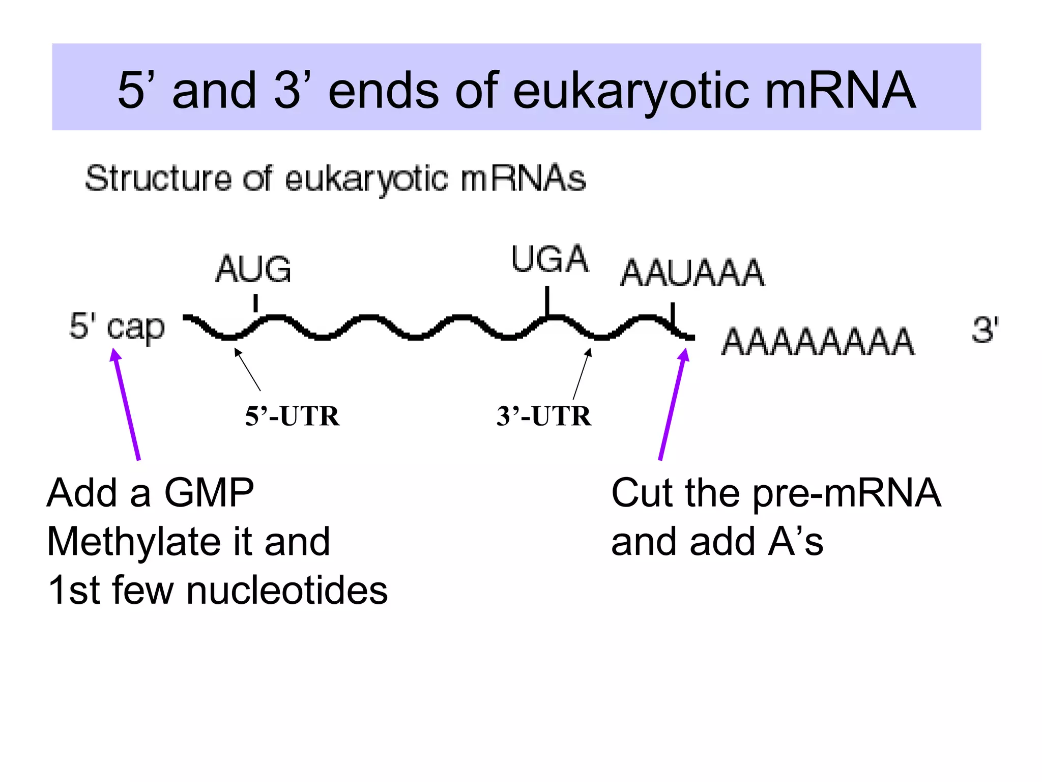 5’ and 3’ ends of eukaryotic mRNA
Add a GMP
Methylate it and
1st few nucleotides
Cut the pre-mRNA
and add A’s
5’-UTR 3’-UTR
 
