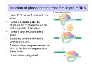 Branch Point Intron Post transcription | PPT